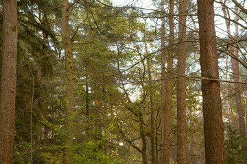 Obraz premium Sunlight filters through tall trees in a serene forest during late afternoon hours