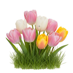 A Fresh Arrangement of Pink White and Yellow Tulips in Green Grass Isolated on Transparent Background