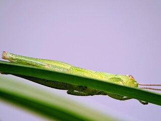 Acrididae pointed grasshopper macro hiding under green leaf, close-up of insect side with light purple minimalist background
