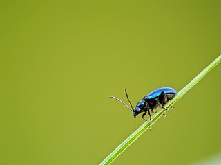 Blue leaf beetle Chrysomelidae macro crawling on blade of grass, close-up of metallic insect on leaf with bright green bokeh