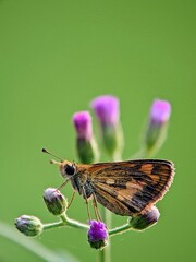 Hesperiidae Skipper Butterfly macro on purple flower vertical, close-up of textured wings on wildflower with bright lime green bokeh