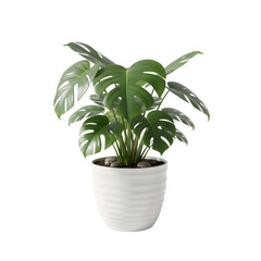 A Lush Green Monstera Plant in a White Textured Pot Isolated on a Black Background with Subtle Lighting