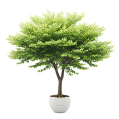 A Lush Green Tree With Vibrant Leaves In A White Pot Isolated On A Transparent Background Showcasing Nature's Beauty