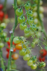 Tomatoes, fruits, and tomatoes grow in a greenhouse