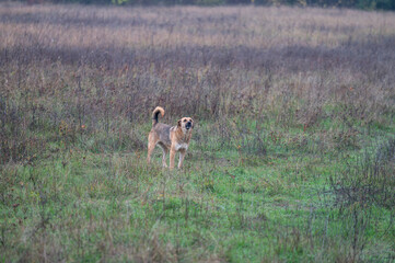 A stray dog ​​from a pack in a large meadow by the roadside barks aggressively at passersby