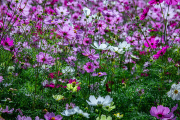 展海峰のコスモス