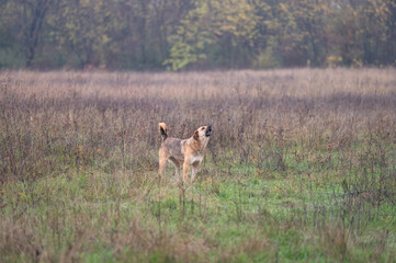 Naklejka premium A stray dog ​​from a pack in a large meadow by the roadside barks aggressively at passersby