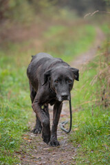 Naklejka premium Rescued dogs from the dog shelter walk on a forest trail without a dog handler during obedience training