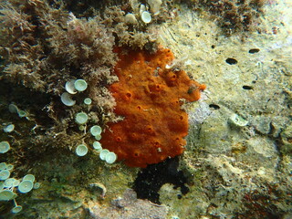 Red encrusting sponge or orange-red encrusting sponge (Crambe crambe) undersea, Ligurian Sea, Italy, Imperia