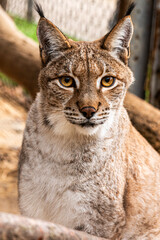 Eurasian lynx close-up portrait