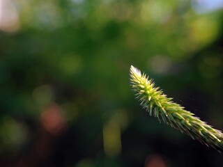 Fototapeta premium Macro Setaria Viridis Grass Grains for Botanical Backgrounds with Sharp Detailed Texture and Sunlight Bokeh