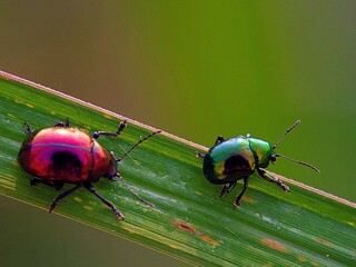 Two metallic leaf beetles Chrysomelidae macro on a leaf, close-up of purple and green insects on a...