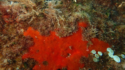 Red encrusting sponge or orange-red encrusting sponge (Crambe crambe) undersea, Ligurian Sea, Italy, Imperia