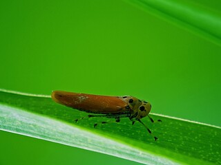Planthopper Cicadellidae Macro Insects on Green Leaves of Natural Agriculture