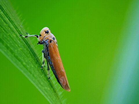 Orange Cicadellidae Planthopper Insect on Leaves for Agriculture Close Up