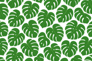 Monstera leaves forming a tropical seamless pattern, creating a botanical nature background with a transparent base