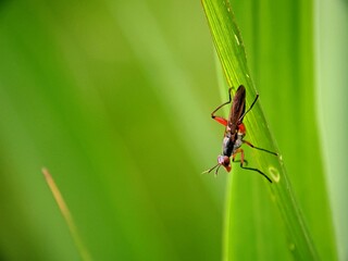 Fototapeta premium Neriidae Long-Legged Fly Macro Science Illustration Clean Bokeh.