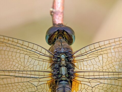 Neurothemis Dragonfly Macro Compound Eyes Biology Education Detail Sharp Wings Symmetrical Bokeh Background.