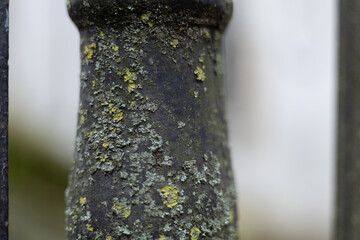 Lichen covering an old metal pole with textured surface