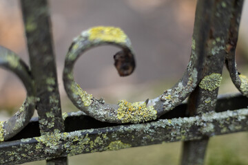 Metal fence covered with lichen in shades of green and yellow