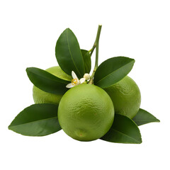 A Vibrant Cluster Of Three Ripe Green Limes With Fresh Leaves And A Delicate White Blossom Isolated On A Transparent Background