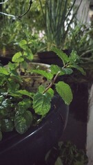mint plant in a pot