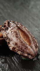 Fresh Live Abalone Shellfish Closeup - Premium Gourmet Sea Food Ingredient on Stone Surface