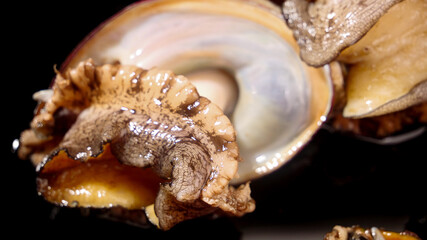 Fresh Live Abalone Closeup - Gourmet Seafood Ingredients for Fine Dining and Culinary Applications