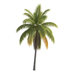 Fototapeta premium A single palm tree with green fronds isolated on transparent background 