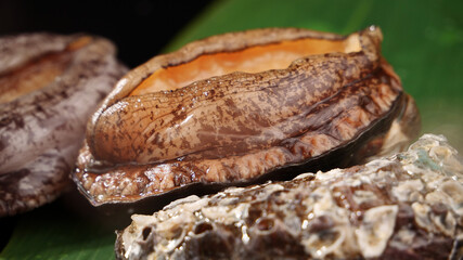 Fresh Abalone Shellfish Closeup with Natural Holes - Premium Sea Ingredient for Gourmet Cooking