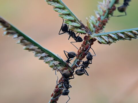 Black Ants Polyrhachis dives Tending Aphids on Stem in Sharp Macro Shot for Entomology Study