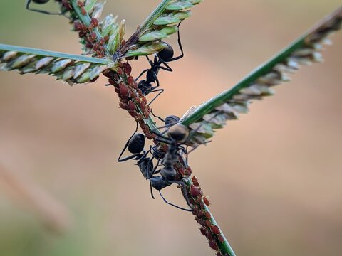 Golden Spiny Ants Polyrhachis dives Farming Red Aphids in Macro Close Up for Nature Publication