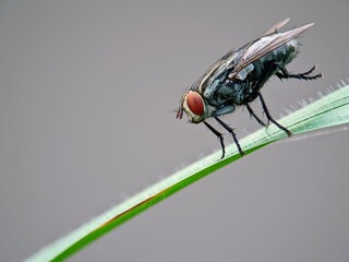 Red-Eyed Flesh Flies Rub Their Legs on Leaves, Pest Education