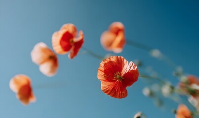 a clear blue sky with a few blurred poppy flowers in vivid red and orange tones around the edges