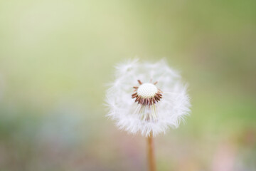 クールなイメージのふんわりモフモフしたたんぽぽの種綿毛