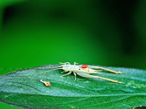 White Tree Cricket Oecanthus Perching on Green Leaf Surface Detailed Macro Photography for Biology Guide