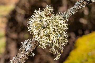 Eichenmoss-Pflaumenflechte auf Baumrinde &ndash; detailreiche Makroaufnahme einer symbiotischen Flechte in nat&uuml;rlicher Umgebung, ideal f&uuml;r Natur- und Wissenschaftsprojekte