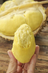 Fresh Golden Durian Fruit Flesh in Hand with Creamy Pillow-Like Texture