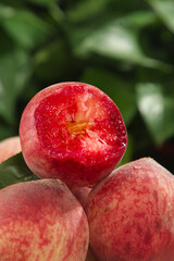 Fresh Blood Peach Cut in Half Showing Red Flesh - Ripe Fruit in Hand with Green Background