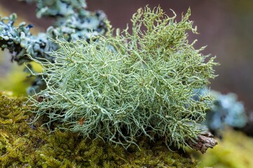 Eichenmoss-Pflaumenflechte auf Baumrinde &ndash; detailreiche Makroaufnahme einer symbiotischen Flechte in nat&uuml;rlicher Umgebung, ideal f&uuml;r Natur- und Wissenschaftsprojekte