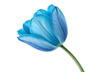 Blue tulip isolated on white background, PNG with transparency