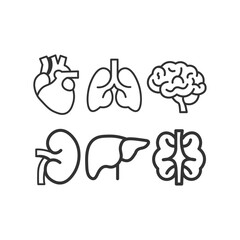 human organs and organs line icons set