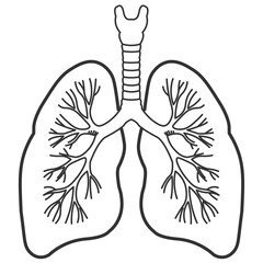 the lungs are shown in a line drawing