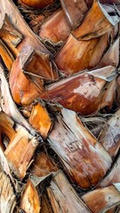 Palm Tree Trunk Close-Up - Natural Textures and Patterns.