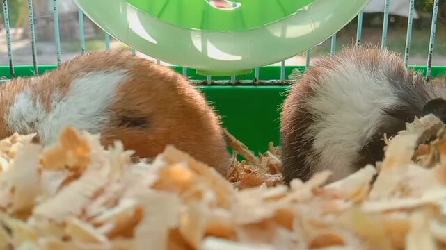 2 hamsters turning their backs on each other eating seeds