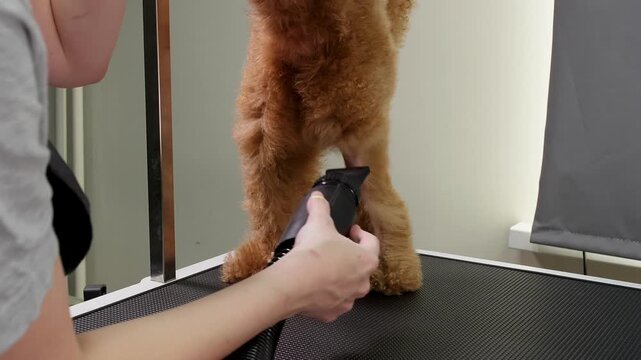Professional dog groomer using a hair dryer for drying small toy poodle after washing, standing on grooming table inside pet salon with careful, precise movements