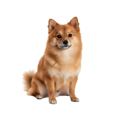 A Medium Sized Shiba Inu Dog Sits Calmly on a Transparent Background Showing Its Golden Brown Fur and Alert Expression