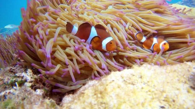 Beautiful underwater scene with colorful sea anemones and clownfish gently waving in the current. Filmed in clear tropical waters near Borneo, Malaysia.