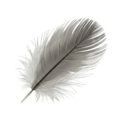 Obraz premium Delicate pearl-grey bird feather, iridescent sheen, downy texture, splayed barbules, isolated on transparent studio background with soft shadow, concept of ethereal beauty