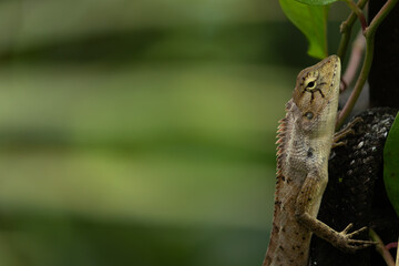 Macro of a garden lizard (Calotes) on a branch with a large blurred green bokeh background for copy space